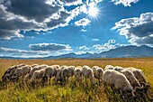  Flock of sheep in the Durmitor Mountains, Durmitor National Park, natural landscape, sheep, herd, grassland, Montenegro 