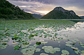  View of the water lilies of Lake Skadar, Lake Skadar, the largest lake in Southern Europe, natural landscape, lake landscape Lake Skadar National Park, 