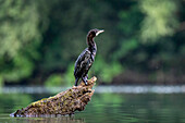  Cormorant on Lake Skadar, Lake Skadar, largest lake in Southern Europe, Lake Skadar National Park, natural landscape, lake landscape, natural landscape, Montenegro 