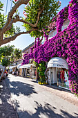  Shops in the streets of Capri, Capri, Gulf of Naples, Italy 