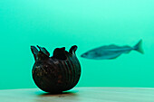  Norway, Lindesnes, Underwater Restaurant Under, restaurant area, table decoration with fish in the background 