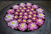  Lotus flowers are artfully arranged in a large bowl in front of a restaurant, Siem Reap, Siem Reap Province, Cambodia, Asia 