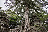  Trees growing over ruins of Ta Prohm temple in the Hindu-Buddhist temple complex of Angkor Wat, Angkor Wat, near Siem Reap, Siem Reap Province, Cambodia, Asia 