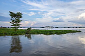  River cruise ship RV Mekong Discovery (Thurgau Travel) at anchor on the Tonle Sap River with trees in the foreground, Phsar Chhnang, Kampong Chhnang, Kampong Chhnang, Cambodia, Asia 