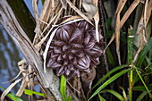  Detail of seeds of a coconut palm, Quoi Son, Chau Thanh, Ben Tre, Vietnam, Asia 