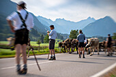 Almabtrieb, Viehscheid Oberstdorf, farmers and cows in front of mountain panorama, horned cows, Stillachtal, Alps, Oberallgäu, Germany