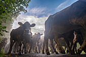  Almabtrieb, Viehscheid Oberstdorf, herd of cows in front of mountain panorama, horned cows, Stillachtal, Alps, Oberallgäu, Germany\n 