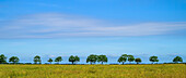  open landscape, panoramic view, field, tree-lined avenue, row of trees, Rügen, Baltic Sea, Baltic Sea island, Rügen, Germany\n 