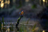  Kingfisher sitting on approaching branch in the stream at the golden hour, river landscape, UNESCO biosphere reserve, Spreewald, local recreation area, Brandenburg, Germany\n 