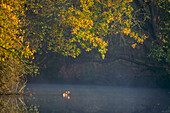  River landscape in morning light and fog with golden autumn leaves and mandarin ducks, UNESCO Biosphere Reserve, Spreewald, local recreation area, Brandenburg, Germany\n 