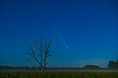  Comet Tsuchinshan-Atlas C/2023 A3 over the Spreewald in front of tree silhouette in the fog, long exposure, night shot, UNESCO Biosphere Reserve, Spreewald, local recreation area, Brandenburg, Germany\n 