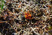  Spider, red tube spider, close-up, macro shot, macro, Dahme-Spreewald military training area, local recreation area, Brandenburg, Germany\n 