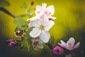  Apple blossom, apple tree, close-up, macro shot, vintage lens, vintage look, UNESCO biosphere reserve, Spreewald, local recreation area, Brandenburg, Germany\n 