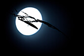  Insect silhouette, paper cut praying mantis on blade of grass in front of full moon, European praying mantis, UNESCO biosphere reserve, Spreewald, local recreation area, Brandenburg, Germany\n 