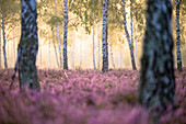  Flowering heathland in the morning light and morning mist, golden hour, between birch trees, birch trees, birch forest, Dahme-Spreewald military training area, Brandenburg, Germany\n 