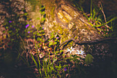  Forest landscape, forest, forest floor, tree root, spring bloomer, wood anemone in sunlight, UNESCO biosphere reserve, Spreewald, local recreation area, Brandenburg, Germany\n 