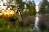  Insect dragonfly on blade of grass on river bank, river, bank, river landscape, sunrise, UNESCO biosphere reserve, local recreation area, Spreewald, Brandenburg, Germany\n 