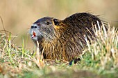  Mammal, rodent, nutria in the grass close-up shows incisors, reddish incisors, UNESCO biosphere reserve, Spreewald, local recreation area, Brandenburg, Germany\n 