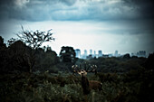  Red deer stag during the rut with the skyline of London in the background, Richmond Park, Greater London, London, UK, Great Britain, \n 