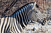  Plains zebra, Okaukuejo, Etosha National Park, Nambia, Africa 