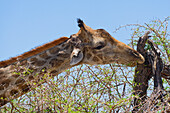  Giraffe eating, Okaukuejo, Etosha National Park, Namibia, Africa 