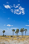  Small palm forest, Okaukuejo, Etosha National Park, Namibia, Africa 