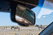  Plains zebras on the road with reflection in the rear view mirror, Okaukuejo, Etosha National Park, Namibia, Africa 