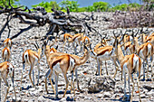  A herd of springbok, Okaukuejo, Etosha National Park, Namibia, Africa 