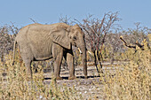  Elephant, Okaukuejo, Etosha National Park, Nambia, Africa 