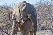  Elephant, Okaukuejo, Etosha National Park, Nambia, Africa 