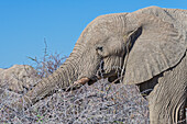  Elephants eating, Okaukuejo, Etosha National Park, Namibia, Africa 