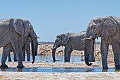  Elephants at a waterhole, Okaukuejo, Etosha National Park, Namibia, Africa 