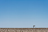  A solitary tree in the Etosha Pan, Okaukuejo, Etosha National Park, Namibia, Africa 