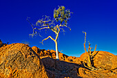  Typical barren tree in sunset light, Twyfelfontein, Kunene, Damaraland, Namibia, Africa 