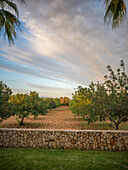  Fruit plantation, Mallorca, Balearic Islands, Mediterranean, Spain 