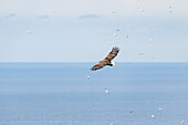  Norway, Runde Island, Sea Eagle 