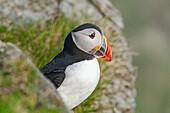  Norway, Runde Island, puffins 