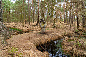  Wooden sculpture hand at the moor lake in the Ribnitzer Großes Moor nature reserve near Graal-Müritz, Mecklenburg-Vorpommern, Germany  