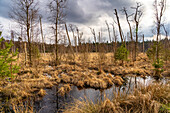  Ribnitzer Großes Moor nature reserve near Graal-Müritz, Mecklenburg-Vorpommern, Germany  