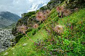  Large inflorescence of alpine anemones, GTA, Grande Traversée des Alpes, Biella, Alpi Biellesi, Valais Alps, Piedmont, Italy 