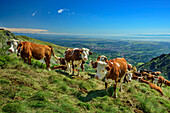  Cows grazing on mountain ridge with Italian lowlands in the background, GTA, Grande Traversée des Alpes, Biella, Alpi Biellesi, Valais Alps, Piedmont, Italy 