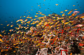  Anthias over polluted coral reef, Pseudanthias squamipinnis, North Ari Atoll, Indian Ocean, Maldives 