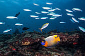  School of Neon Fusiliers and Bluehead Angelfish, Pterocaesio tile, Pomacanthus xanthometopon, Ari Atoll, Indian Ocean, Maldives 