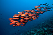  School of reef bigeyes, Priacanthus hamrur, Ari Atoll, Indian Ocean, Maldives 