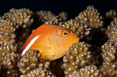  Monocled coral guard, Paracirrhites arcatus, North Male Atoll, Indian Ocean, Maldives  