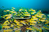  School of Blue-striped Snappers, Lutjanus kasmira, Felidhu Atoll, Indian Ocean, Maldives  