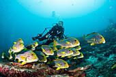  Diver and Oriental sweetlips, Plectorhinchus vittatus, North Male Atoll, Maldives 