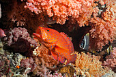  Jewel grouper, Cephalopholis miniata, North Male Atoll, Indian Ocean, Maldives 