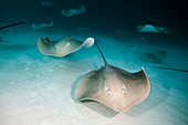  Purple whiptail ray, Pateobatis fai, North Male Atoll, Indian Ocean, Maldives 