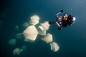 Lila Peitschenschwanz und Taucher, Pateobatis fai, Nord Male Atoll, Indischer Ozean, Malediven